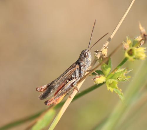Réf. 312 066 : Chorthippus vagans vagans